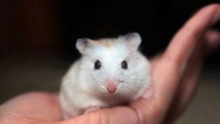 Rase de hamsteri mici și caracteristici de îngrijire pentru ei