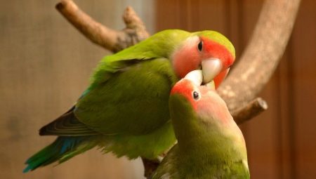 Reguli pentru păstrarea păsărilor de dragoste