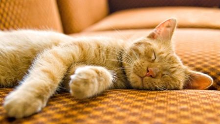 Katės miego trukmė ir ypatybės