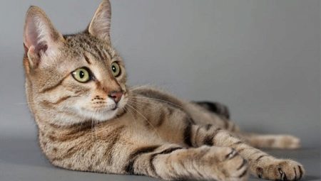 A origem, descrição e manutenção de gatos da raça Mau Egípcia