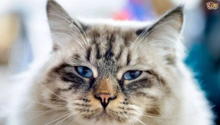 Ragamuffin: kaķu šķirnes apraksts, turēšana un selekcija