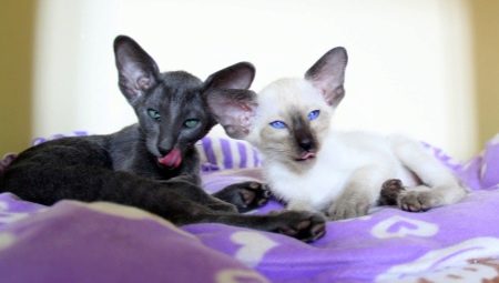 En række farver af orientalske katte