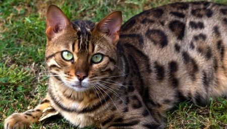 Classificação de ração para gatos de Bengala