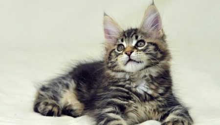 Maine Coon Pokyny