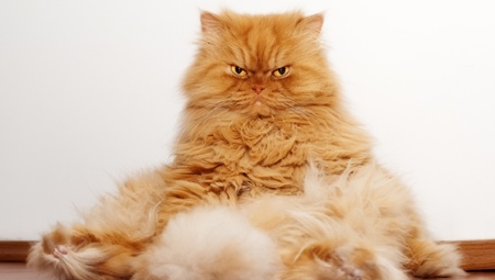 Vörös perzsa macskák: a gondozás jellemzői és jellemzői