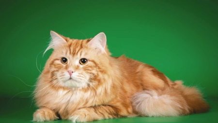 Red Siberian cats: breed characteristics and content