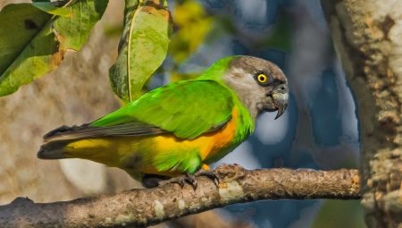 Papagaios senegaleses: características, regras de criação e reprodução