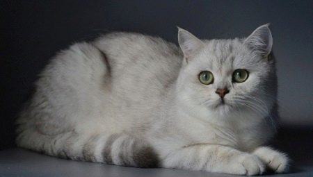 Silver chinchilla británica: descripción y contenido de gatos
