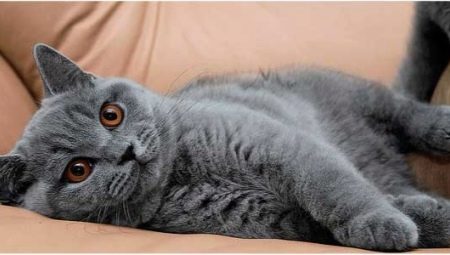 Pilkos britiškos katės: aprašymas ir priežiūros taisyklės