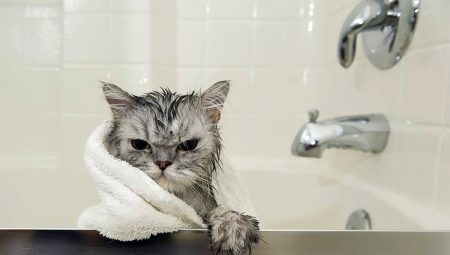 Syampu untuk kucing: bagaimana untuk memilih dan menggunakannya?