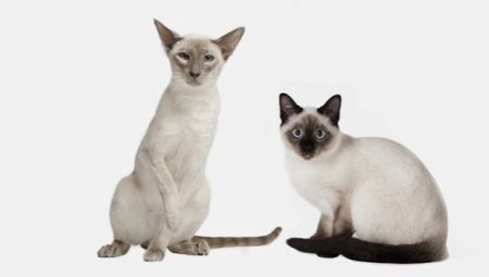 Siamo ir tailando kačių panašumai ir skirtumai