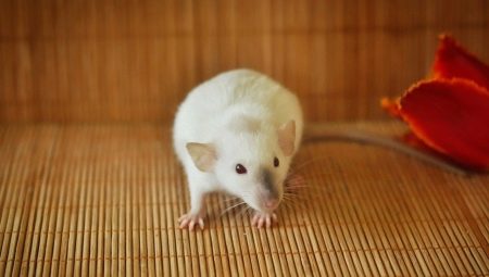 Siamesische Ratte: Merkmale und Pflege zu Hause