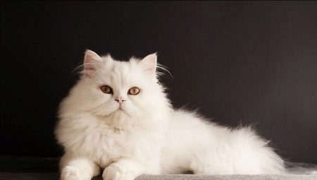 Fehér színű szibériai macskák: a fajta leírása és a gondozás jellemzői