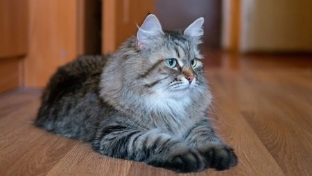 Sibiro pilkos katės: priežiūros ypatybės ir ypatybės