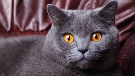 Berapa lama kucing dan kucing British?