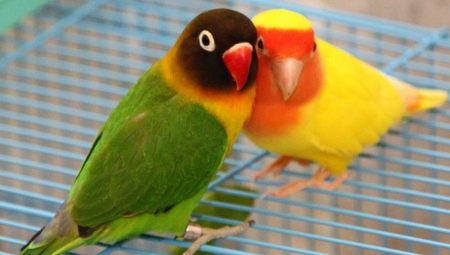 Hvor gamle lever kjærlighetsfugler?