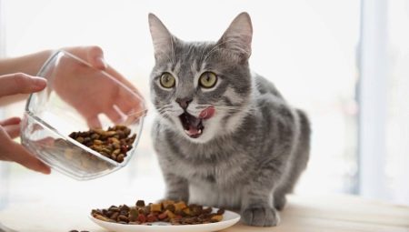 คุณต้องให้อาหารแมววันละกี่ครั้งและมันขึ้นอยู่กับอะไร