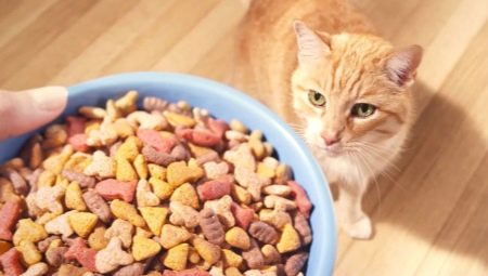 How much dry food should a cat give?