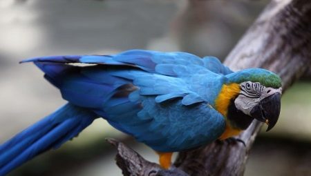 Meddig él a ara papagáj, és mi befolyásolja a várható élettartamot?