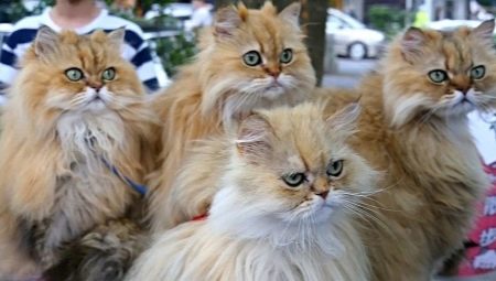 Колко персийски котки живеят?