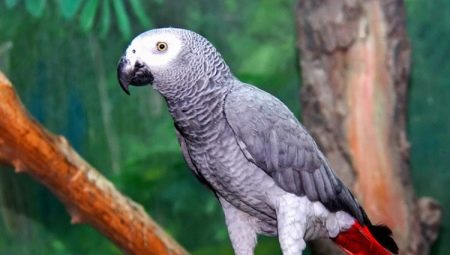 Koľko zhako papagájov žije?