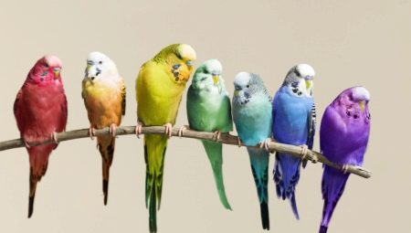 Quanti pappagalli vivono?