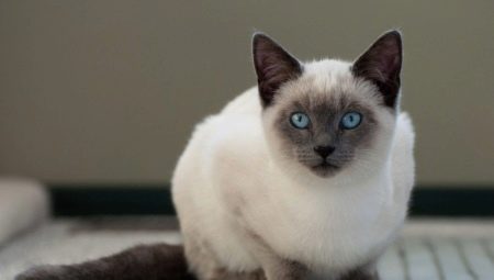 Berapa banyak kucing Siam yang hidup dan apa yang ia bergantung?