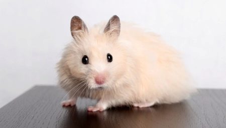 How many Syrian hamsters live at home?