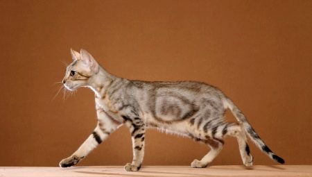 Sokoke: perihal baka kucing, ciri kandungan dan pilihan nama samaran