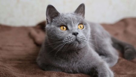 Lista de nomes para gatos britânicos cinzentos