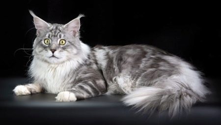 Porovnání Mainských mývalích a běžných koček