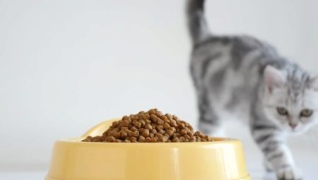 Porovnanie krmiva pre mačky