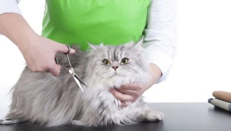 Cat grooming: features and recommendations