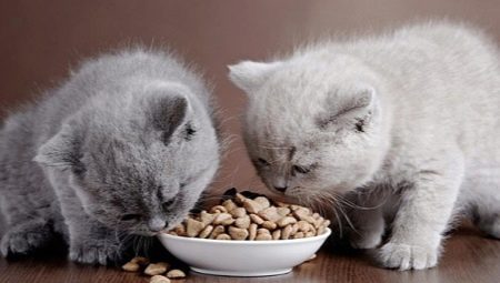 Makanan kucing kering: petua pilihan dan ciri aplikasi