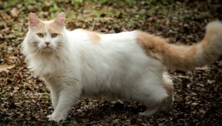 Thổ Nhĩ Kỳ van: mô tả về giống mèo, nuôi và nhân giống