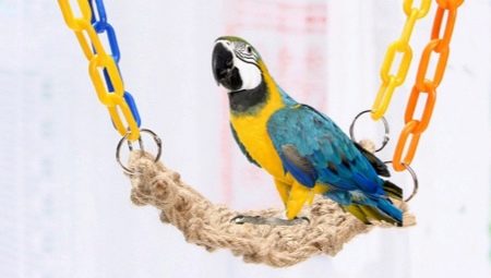 Typer och val av leksaker för en papegoja