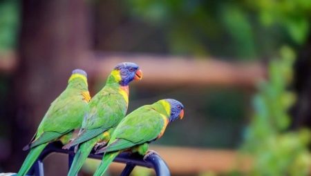 Vidēja izmēra papagaiļu veidi un to uzturēšanas noteikumi