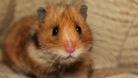 Alt hvad du har brug for at vide om hamstere