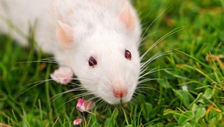 Všetko, čo potrebujete vedieť o potkanoch