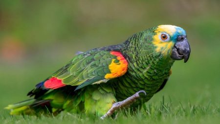 Vše, co potřebujete vědět o amazonských papoušcích