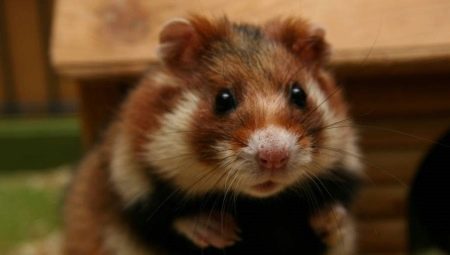 Alles, was Sie über sibirische Hamster wissen müssen