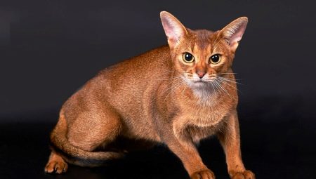 Alt hvad du har brug for at vide om abyssinske katte og katte