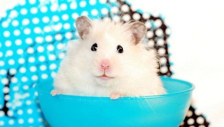 Semua Mengenai Hamsters Putih