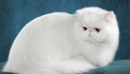 كل شيء عن القطط والقطط الفارسية البيضاء