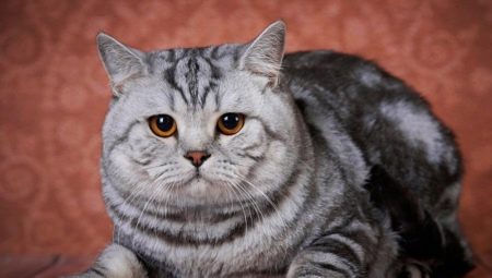 Totul despre pisicile britanice de marmură