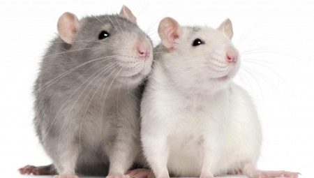 كل شيء عن الفئران دامبو