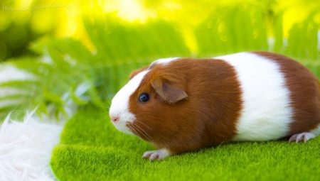 All about guinea pigs: how they look, where they live and how to keep them?
