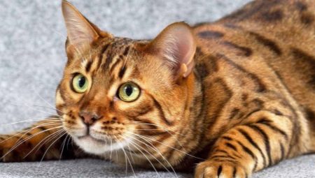 Mermer Bengal Kedileri Hakkında Her Şey