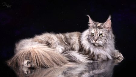Allt om Marble Maine Coons