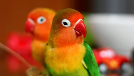 Všetko o Lovebirds Papagáje